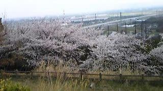 2008_0331画像0047