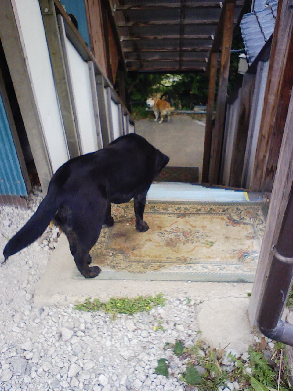 2008_0501画像0032