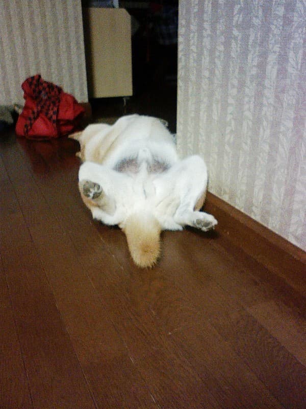 2008_0812画像0001